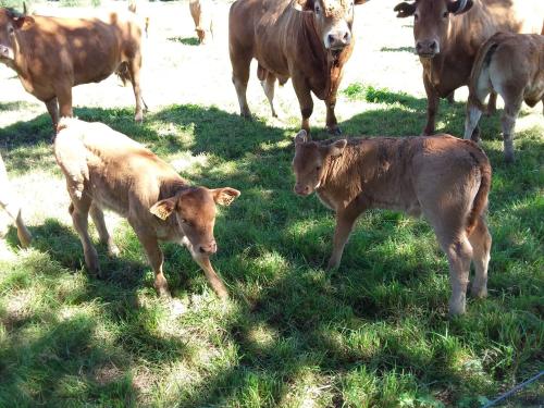 Maison Maton in 拉羅什拉貝耶