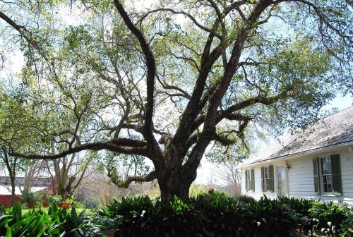 Glenfield Plantation Historic Antebellum Bed and Breakfast - 편의 시설/서비스