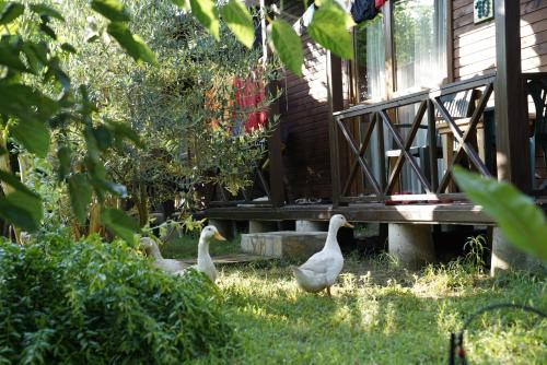 Serenity Bungalows - image 7