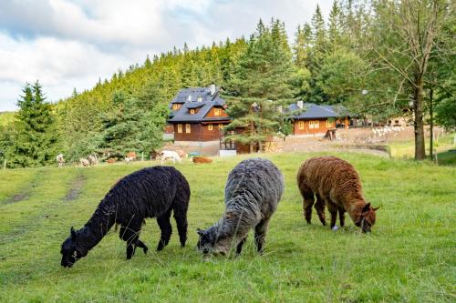 Statek U Rajmunda zemedelska farma - Bila