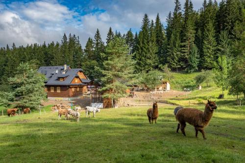 Statek U Rajmunda zemědělská farma