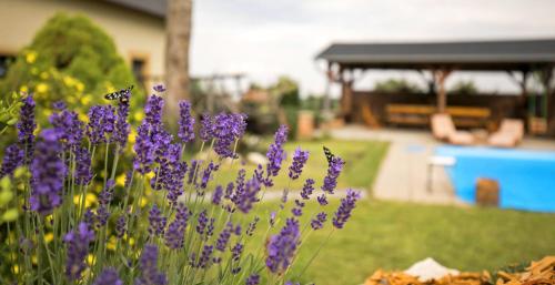 Penzion Živá Pálava - Klentnice