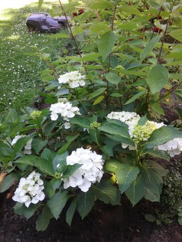 B&B Au Jardin Fleuri