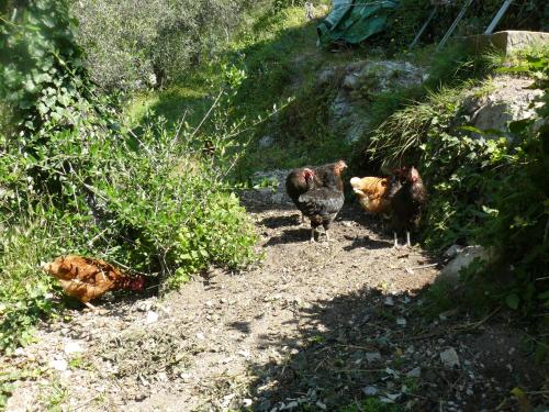 La Ferme des Cailletiers chez Marco