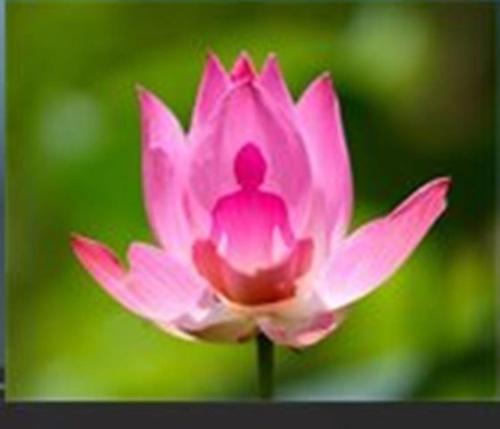  B&B La Violette d'eau in Houffalize