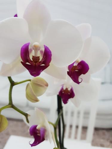 Hotel Posada Greco American Embassy Hotel Posada Greco American Embassy