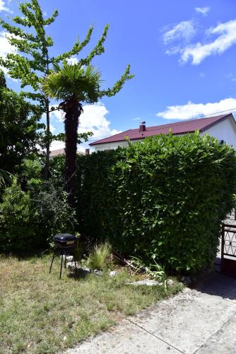 Apartment Palm tree - image 2