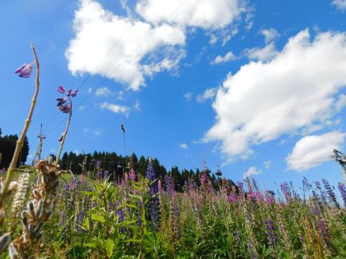 Rathaushotels Oberwiesenthal All Inclusive - image 14