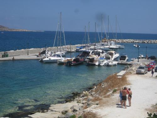 Daphne - image 8