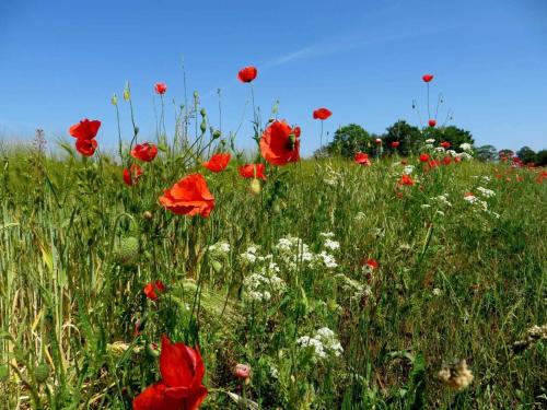 A környék, Ferienwohnung Reiter in Ummanz