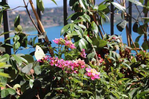  La Casetta  in Castel Gandolfo
