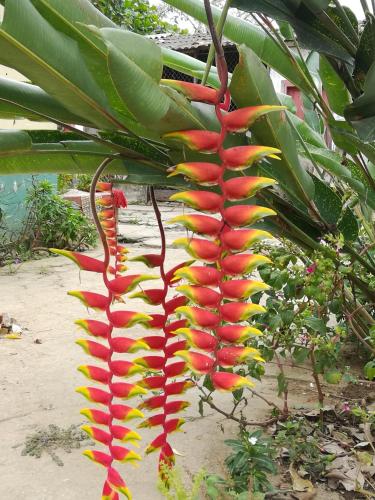 Entre Bosques Tayrona