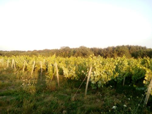 Mas des Vignes Piscine chauffée