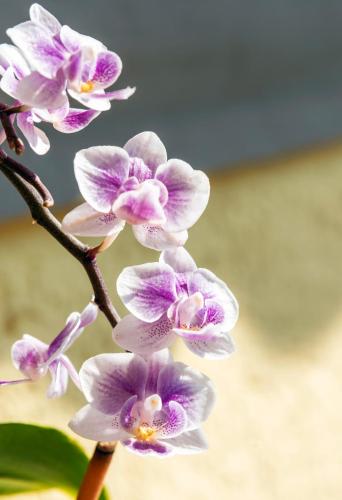 Boutique Hotel Friesinger
