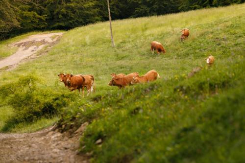 Agriturismo Carovane