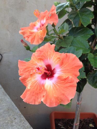 B&B Hibiscus