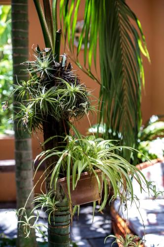 Hotel Emblemático San Marcos - image 12