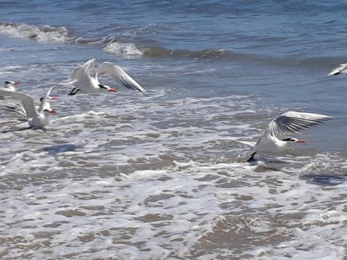 Dintorni, Bed & Breakfast T.T in Rio Hato