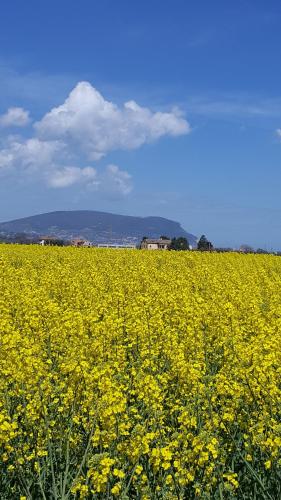 Villetta del Conero