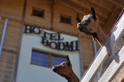 Hotel Bodmi