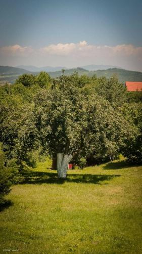 Green Forest Visoko