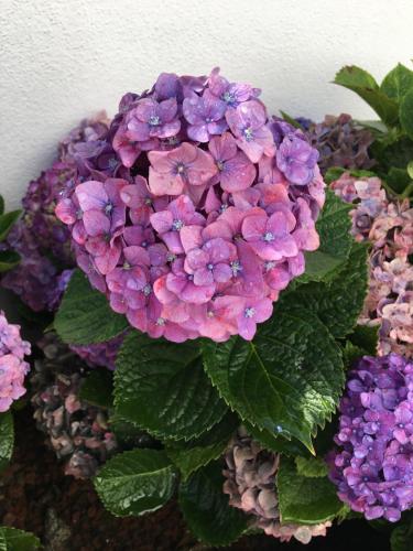 Casa das Hortênsias (Casa das Hortensias) in ฟาชา เด ไบโซ