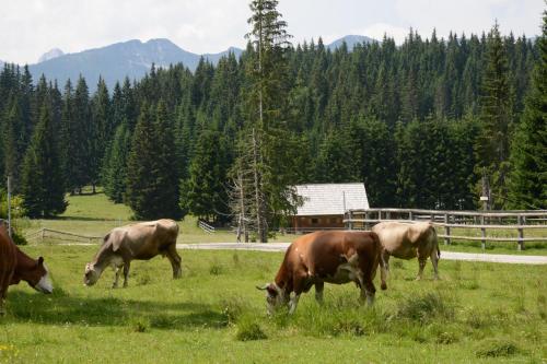 POČITNIŠKA HIŠA JURČEK POKLJUKA