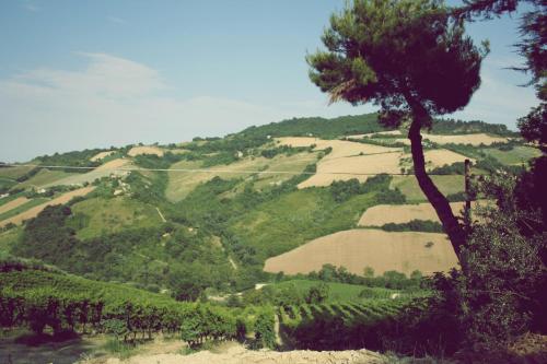 IL Podere del nonno – Ripatransone, MO