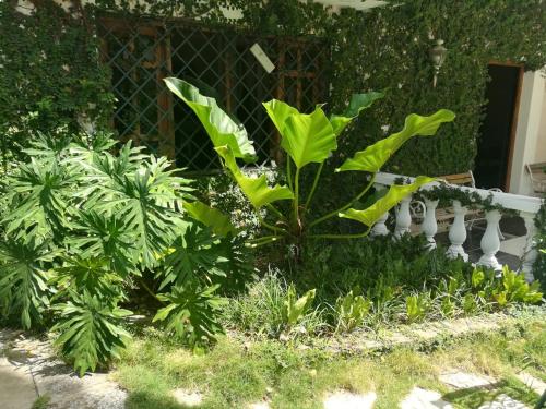 Villa Carolina Bed and Breakfast – Puerto Plata, SD