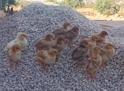 Finca Agroturismo Sa Cova den Borino