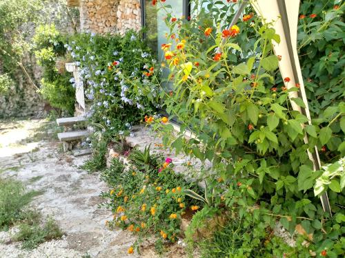 Limonaia in Salento - image 13