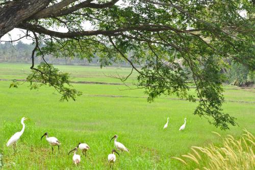 Marari Bethsaida Homestay