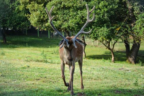 Gazelle Resort & Spa