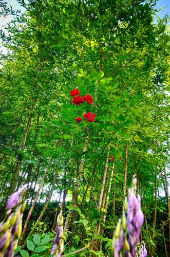 Apartments GreenSLO - image 13