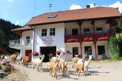 Alpaca-Village in Lauterbach, Deutschland