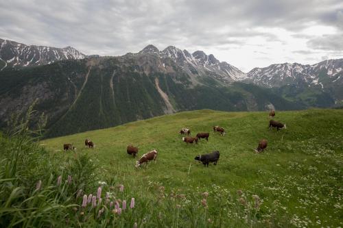  Grand Golliat in Saint-Rhémy-en-Bosses