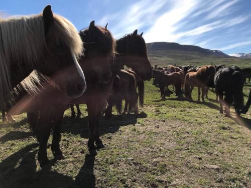 Syðra-Skorðugil Guesthouse Iceland