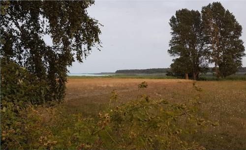 Boddenperle in Bresewitz, Deutschland