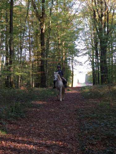 Gîte nature et animaux " La caravane bohème " gîte à louer Viviers