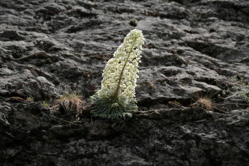 สภาพแวดล้อมโดยรอบ, Jardín de Hoz (Jardin de Hoz) in พีรินีโออราโกเนส