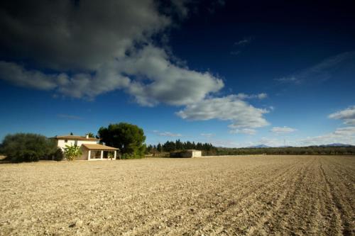 Ribes - image 5