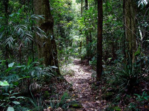 . Springbrook Lyrebird Retreat