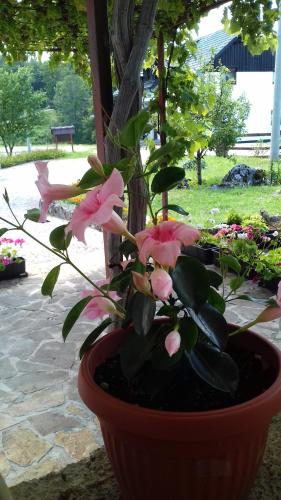  House Luketić in Rastovača