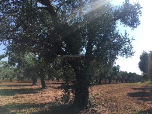  Masseria Piutri, Torchiarolo bei San Pietro Vernotico