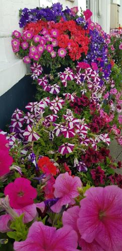 Waterfront Hotel - image 13