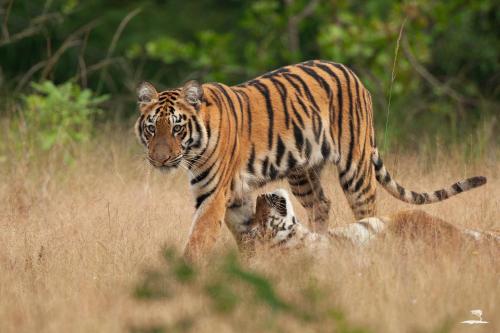 Red Earth Tadoba Tiger Safari Resort