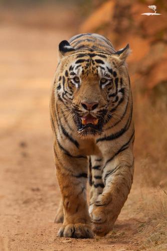 Red Earth Tadoba Tiger Safari Resort