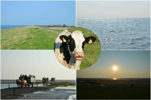 Ferienwohnungen im Womoland auf Nordstrand