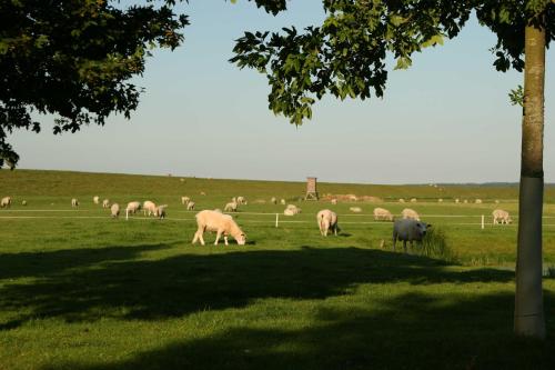 Ferienwohnungen im Womoland auf Nordstrand