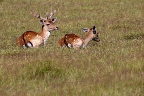 Ty Klud chambre d'hôte Kervoas Doué